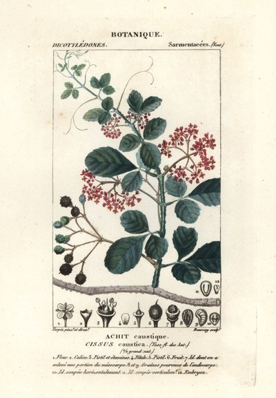 Lepelbladige boomrank, Cissus obovata door Stanghi Stanghi