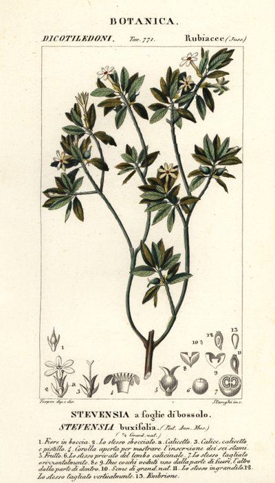 Stevensia buxifolia door Stanghi Stanghi