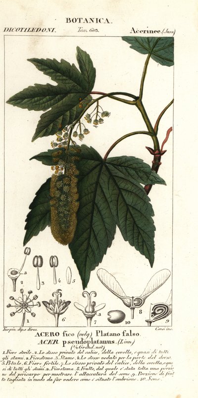 Esdoorn of plataan, Acer pseudoplatanus door Stanghi Stanghi