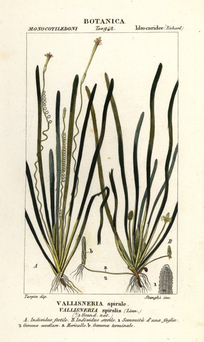 Lintgras of palinggras, Vallisneria spiralis door Stanghi Stanghi