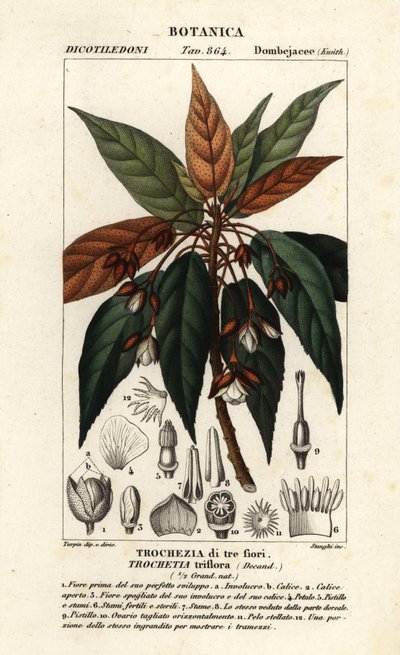Trochetia triflora door Stanghi Stanghi