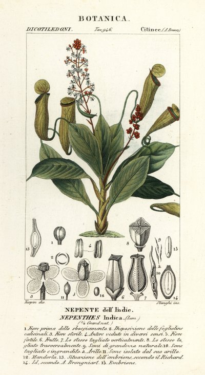 Tropische bekerplant, Nepenthes distillatoria door Stanghi Stanghi