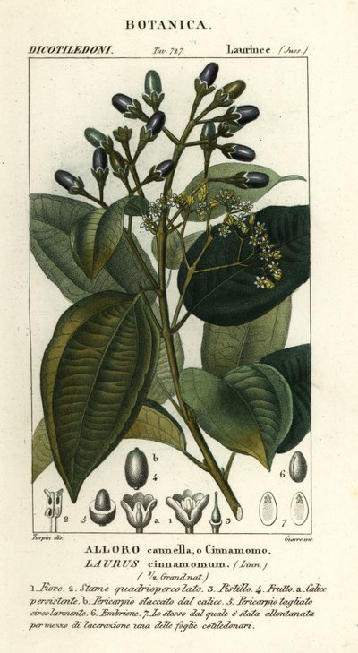 Echte kaneelboom, Cinnamomum verum door Stanghi Stanghi