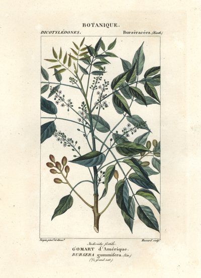 Terpentijnboom, Bursera simaruba door Stanghi Stanghi