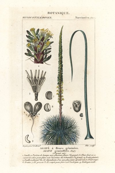 Tweebloemige agave, Agave geminiflora door Stanghi Stanghi