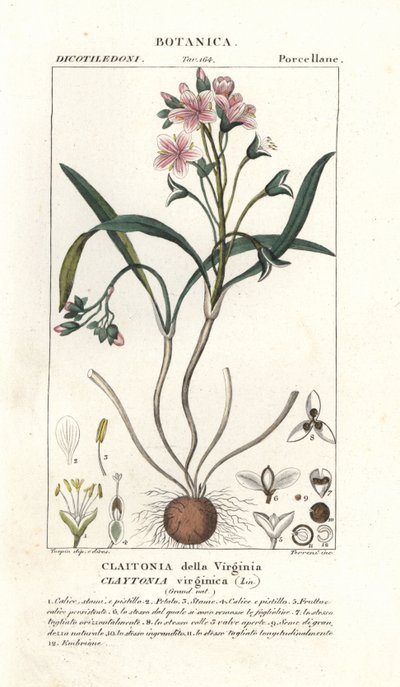 Virginia lente schoonheid, Claytonia virginica door Stanghi Stanghi