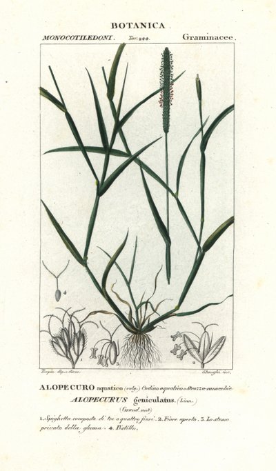 Water vossenstaart, Alopecurus geniculatus door Stanghi Stanghi