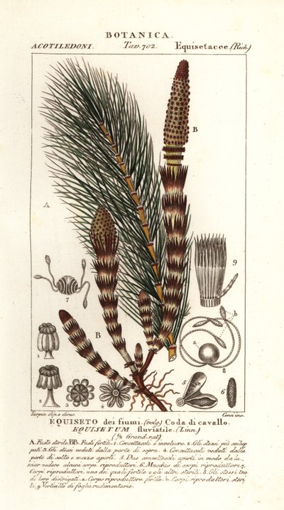Waterpaardenstaart, Equisetum fluviatile door Stanghi Stanghi
