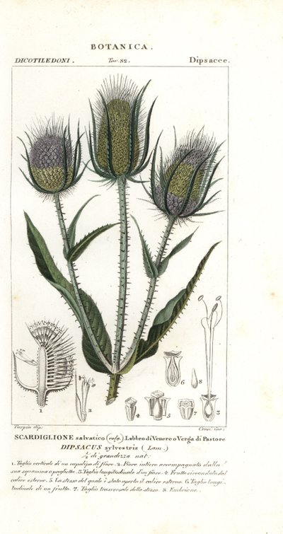 Wilde kaardebol of vollers kaardebol, Dipsacus fullonum door Stanghi Stanghi