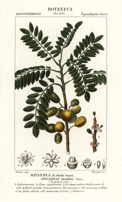 Gele mombin of varkenspruim, Spondias monbin door Stanghi Stanghi
