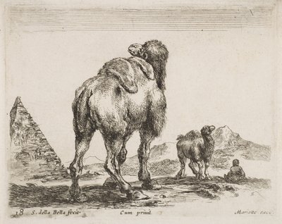 Kameel gezien van achteren, uitgegeven 1641 uit Diversi Animali door Stefano della Bella