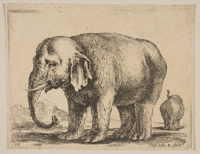 Blad 10: olifant, uit Diverse dieren Diversi animali, ca. 1641 door Stefano della Bella