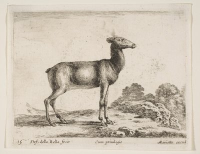 Hert, uit Diverse Dieren door Stefano della Bella