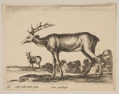 Hert, uit Diverse dieren door Stefano della Bella