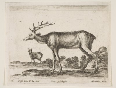 Hert, uit Diverse dieren Diversi animali door Stefano della Bella