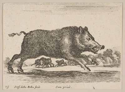 Plaat 19: wild zwijn, uit Diverse dieren door Stefano della Bella