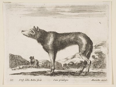 Blad 20: wolf, uit Diverse dieren door Stefano della Bella