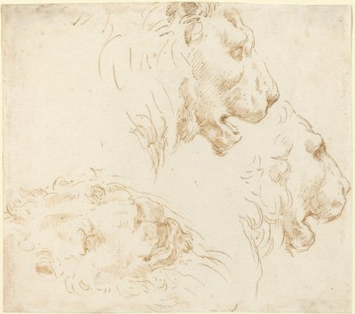 Studies van een Leeuwenkop door Stefano della Bella