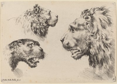 Drie leeuwenkoppen door Stefano della Bella