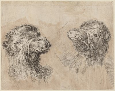 Twee kameelkoppen [recto], waarschijnlijk 1649 door Stefano della Bella