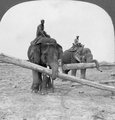 Olifanten aan het werk in een houtwerf, Rangoon, Birma, 1908 door Stereo Travel Co