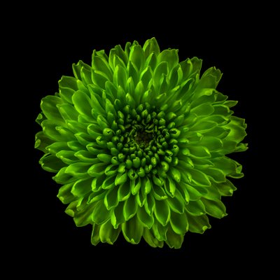 Chrysant nr. 01 door Steve Gallagher
