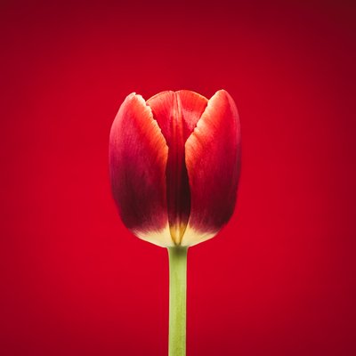Portret van een bijzondere rode tulp op een rode achtergrond door Steve Gallagher
