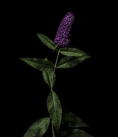 Paarse Buddleja, 2020 door Steve Gallagher