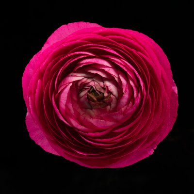 Ranunculus No. 01, 2020 door Steve Gallagher
