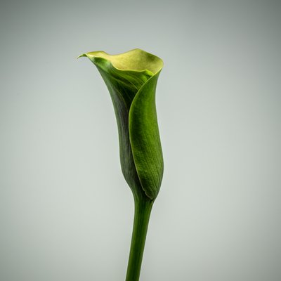 Enkele groene Calla Lelie door Steve Gallagher