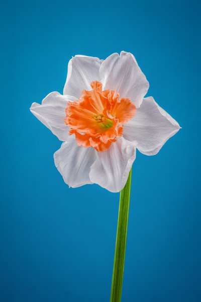 Witte en oranje narcis, 2021 door Steve Gallagher