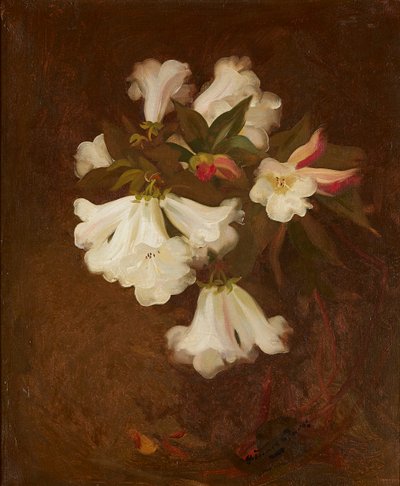 Een stilleven van witte lelies door Stuart Park