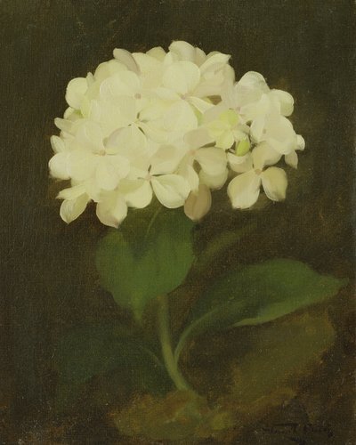 Witte Hortensia door Stuart Park
