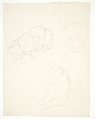 Drie studies van een leeuwenwelp door Svend Rathsack