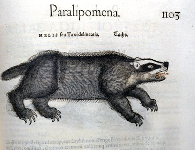 Das, illustratie uit 