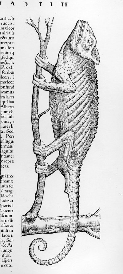 Kameleon, illustratie uit 