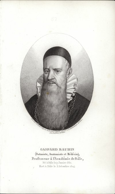 Gaspard Bauhin door Swiss School