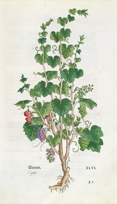 Druivenrank (Vitis Vinifera) botanische plaat uit De Historia Stirpium door Leonard Fuchs (1501-66) 1543 door Swiss School