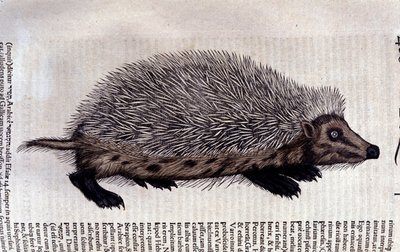 Egel, illustratie uit 