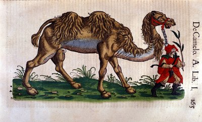 Voorstelling van een kameel, illustratie uit 