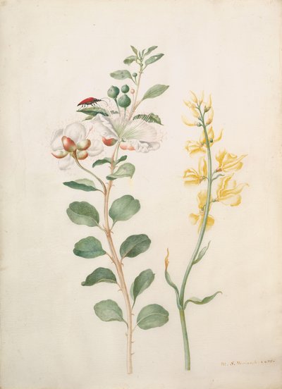 Studie van Kappertjes, Gaspeldoorn en een Kever door Sybilla Merian