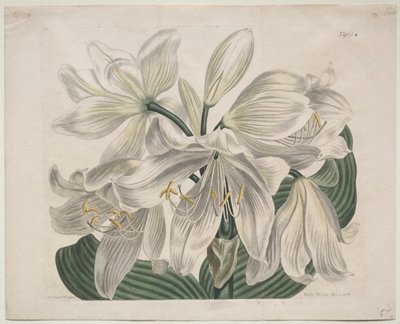 Het Botanische Tijdschrift of Bloementuin Getoond: Witte Kaap - Kustlelie door Sydenham Edwards