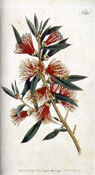 Harsh leaved Metrosideros (Metrosideros citrina), uit William Curtis