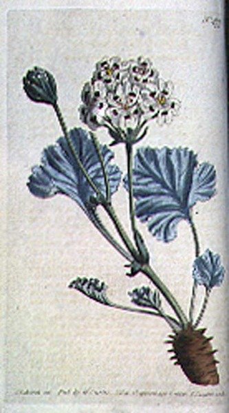Dikgestengelde ooievaarsbek (Pelargonium crassicaule), plaat 477 uit William Curtis