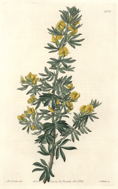 Adesmia de Loudon, inheems in Tasmanië door Sydenham Teast Edwards