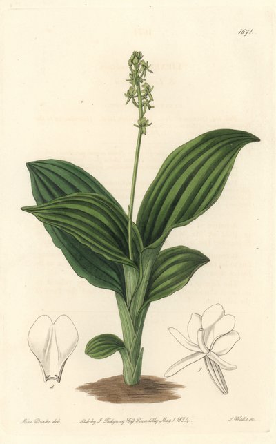 Afrikaanse Liparis orchidee door Sydenham Teast Edwards