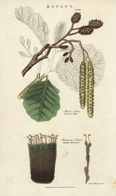 Els (aune) en mos variëteit - Gewone els, Betula alnus, en gekrulde bartramia, Bartramia crispa. Handgekleurde kopergravure naar Sydenham Edwards uit John Mason Good