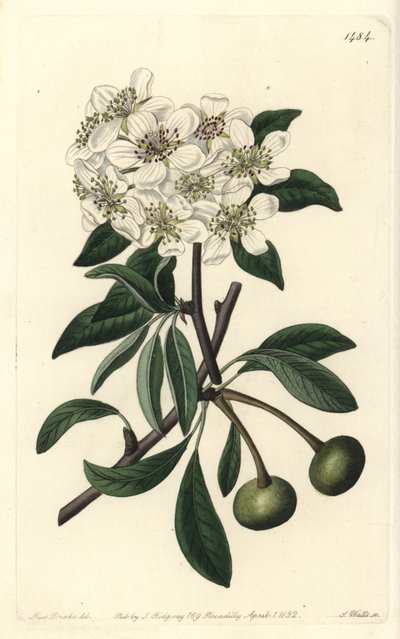 Amandelbladige peer - Pyrus amygdaliformis door Sydenham Teast Edwards