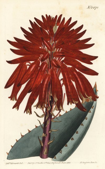 Aloë - Puin aloë, Aloe perfoliata (Mitre aloë, Aloe mitraeformis). Handgekleurde kopergravure door F. Sansom Jr. naar een illustratie door Sydenham Edwards uit William Curtis