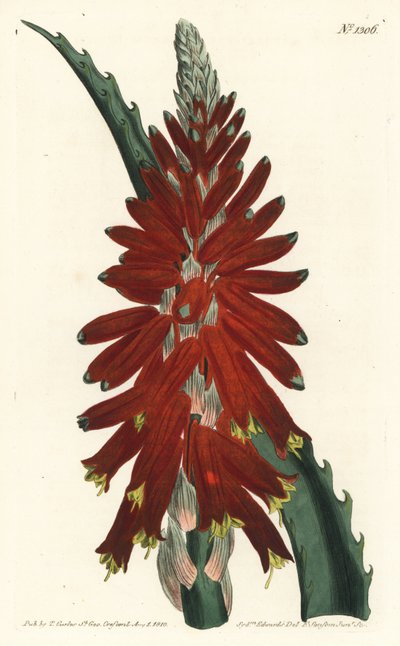 Aloëboom - Smalbladige zwaardaloë, Aloe arborescens. Handgekleurde kopergravure door F. Sansom Jr. naar een illustratie door Sydenham Edwards uit William Curtis